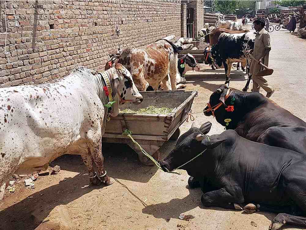 جانوروں سے پھیلنے والی بیماریاں، پاکستان میں تین اداروں کا باہمی تعاون